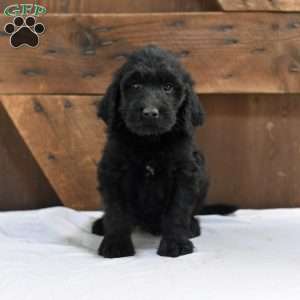 Austin, Goldendoodle Puppy